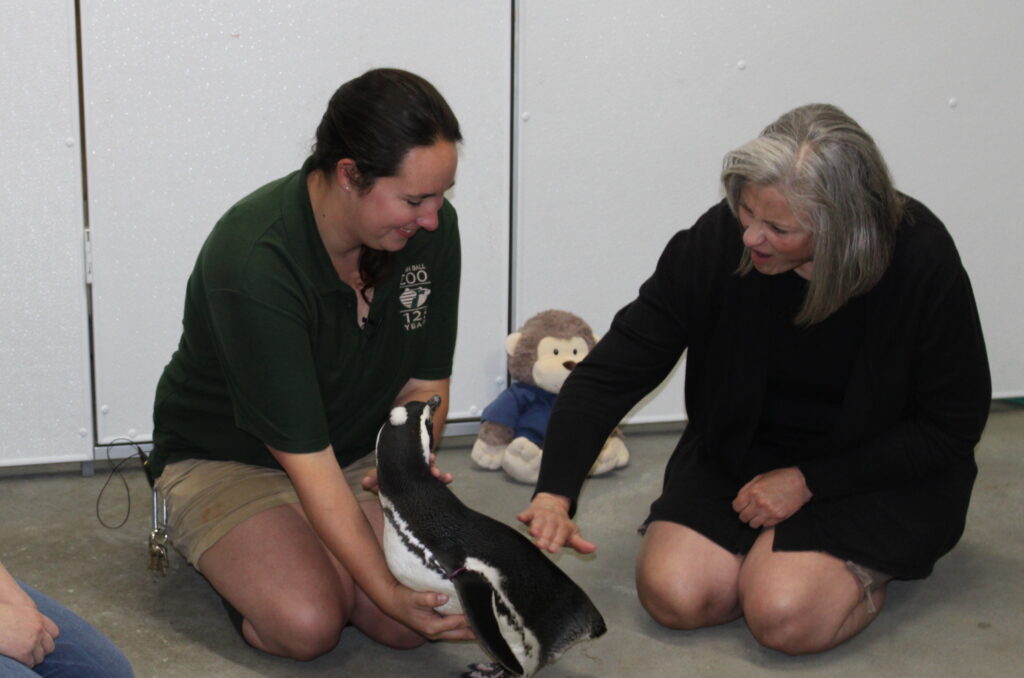 Two women kneeling, petting a penguin